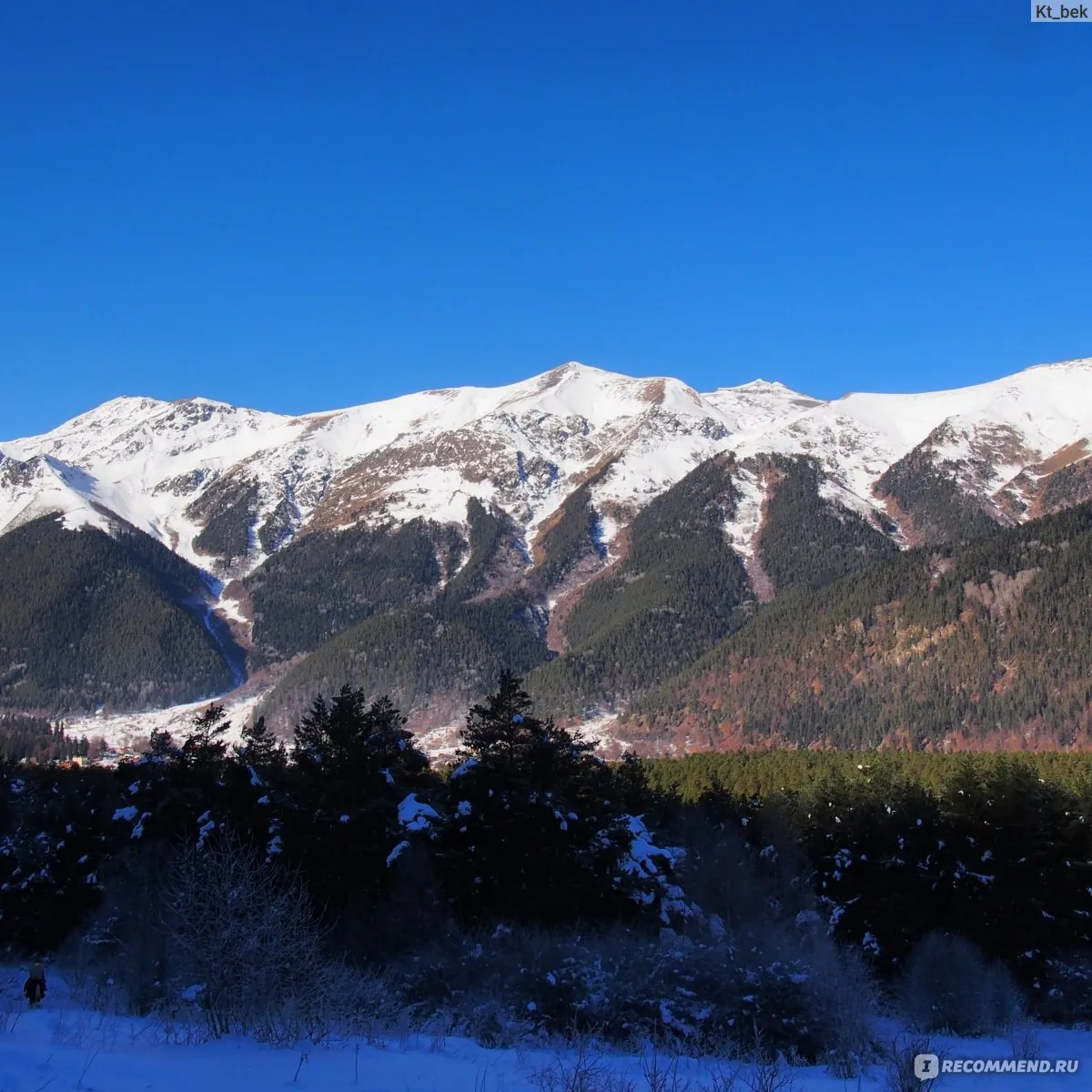 Winter forest preview 3